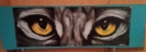 CATS eye