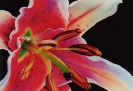 stargazer